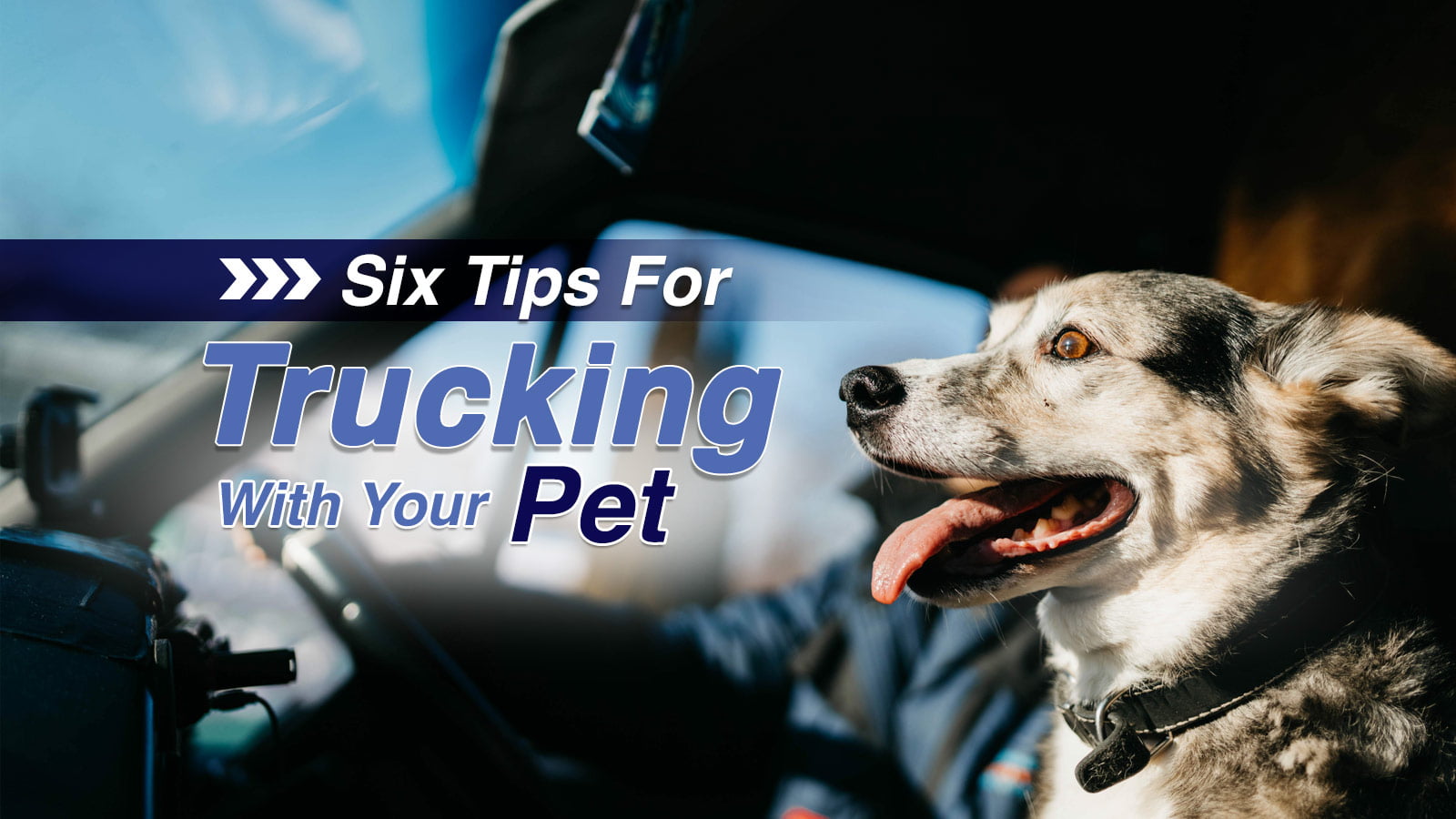 Six tips for trucking with your pet